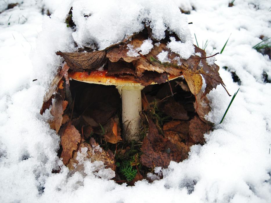 Fly Agaric First Snow Hidden