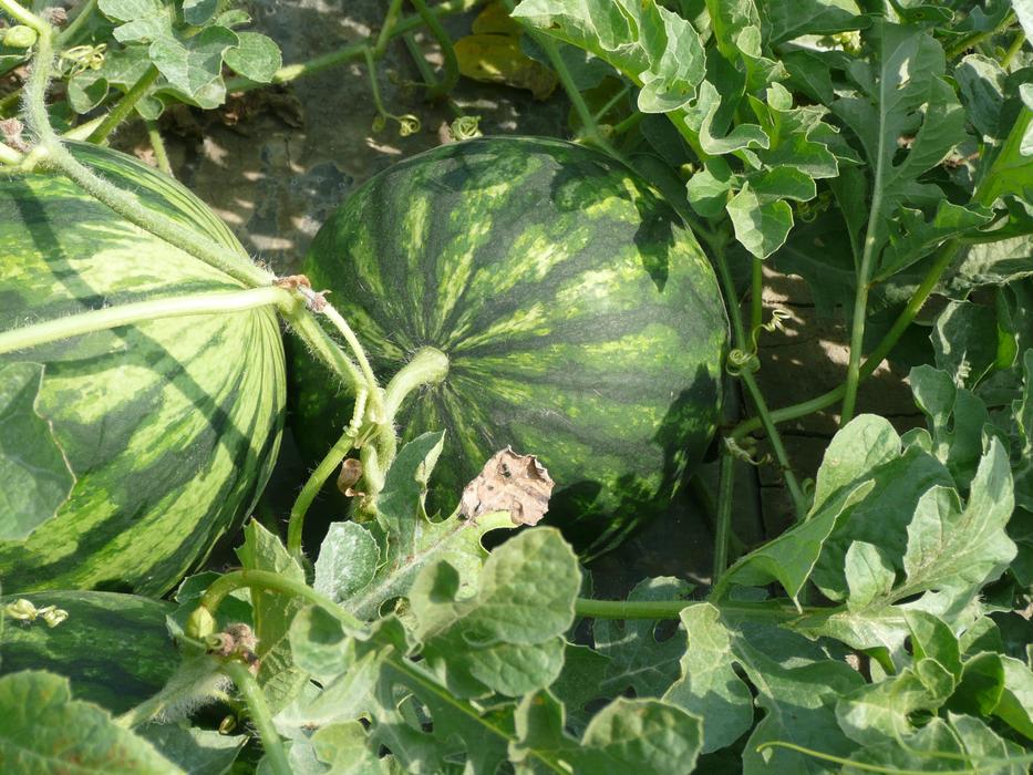 Watermelon Campaign Field