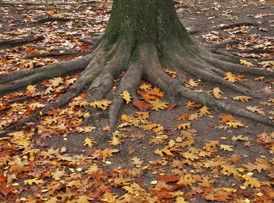 American Oak Log Tree Trunk And