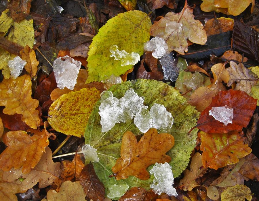 Fall Foliage EisbrÃ¶ckchen Cold