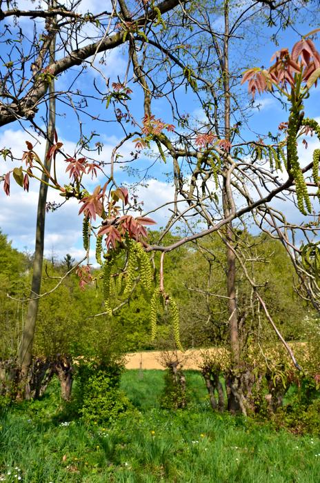 green meadow with beautiful trees