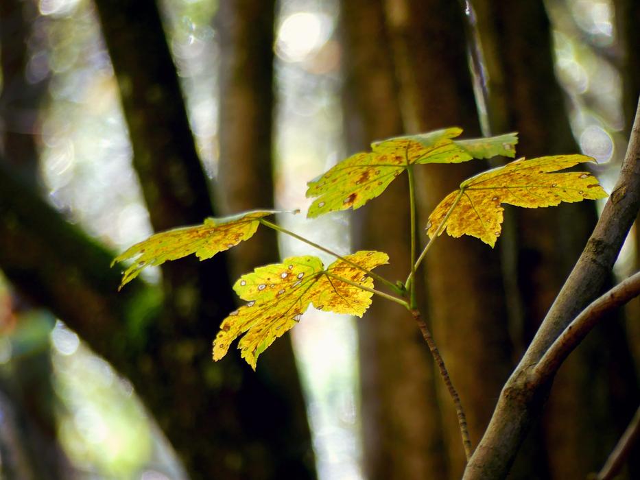 natural Maple Leaves in Autumn