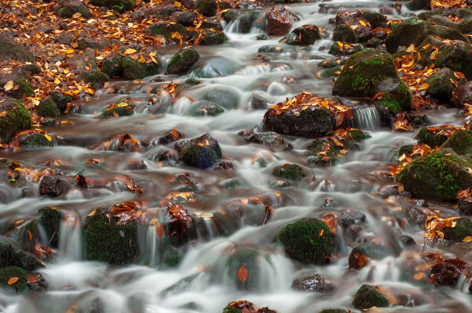 landscape of Forest River Kennedy