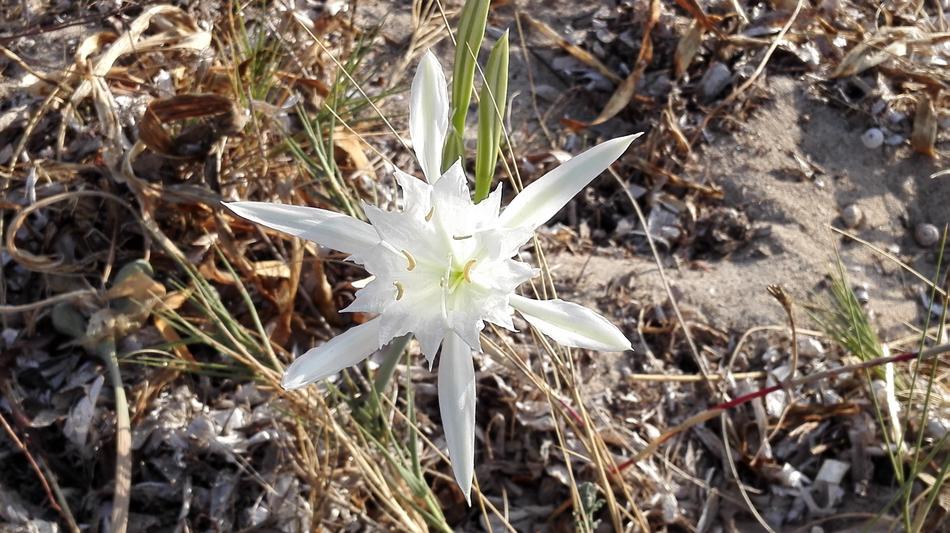 Sardinia Maquis Flowers