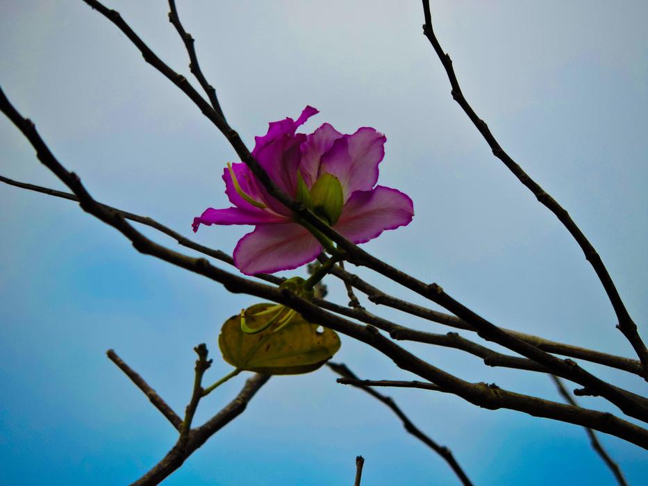 Pink Flower Only