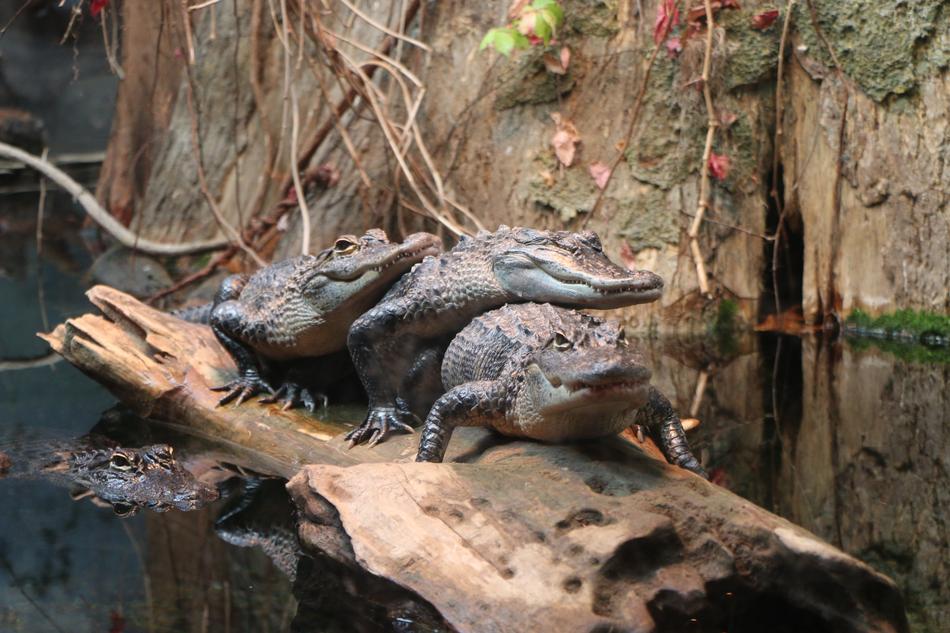 Alligator Swimming