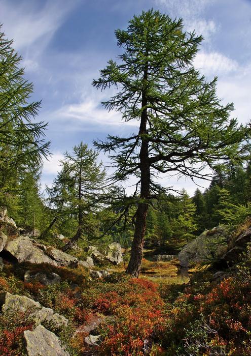 Devero Forest Autumn