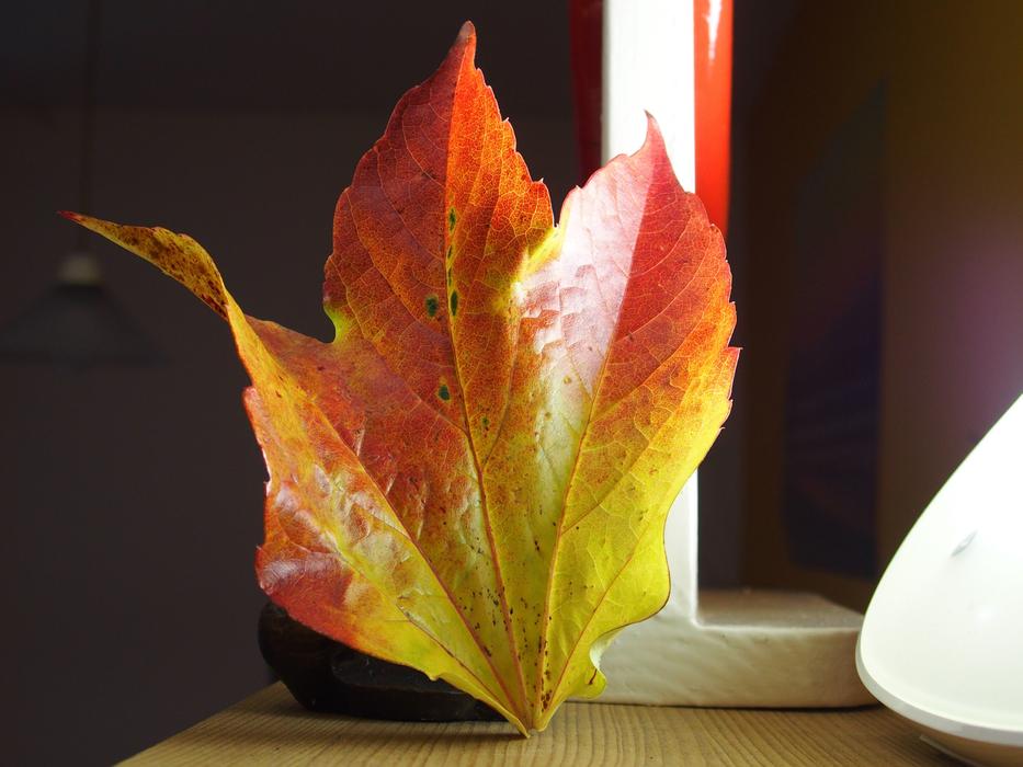 autumn colored leaf on the window