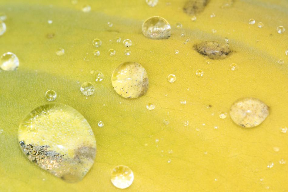 Yellow Macro Water