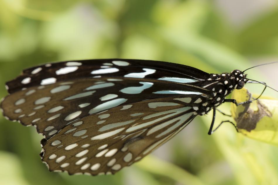 Butterfly Nature Insert