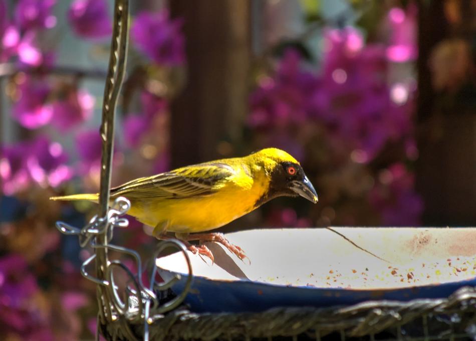 yellow finch on the feeder in the garden