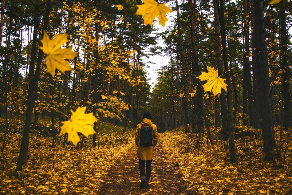 Man in yellow Autumn Fall forest