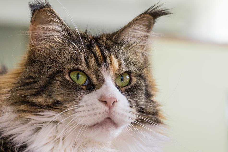 Close-up of the colorful Cat face with fluffy ear tufts