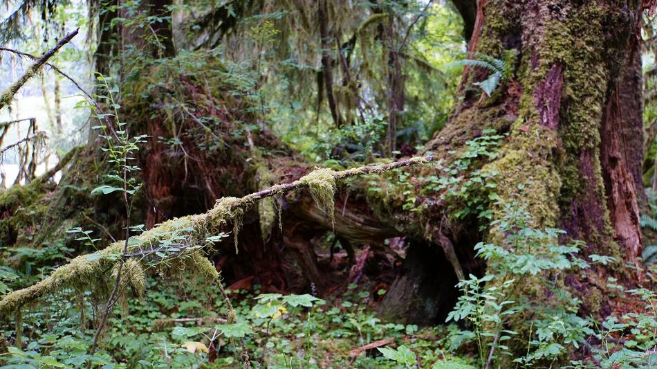 old oak with moss