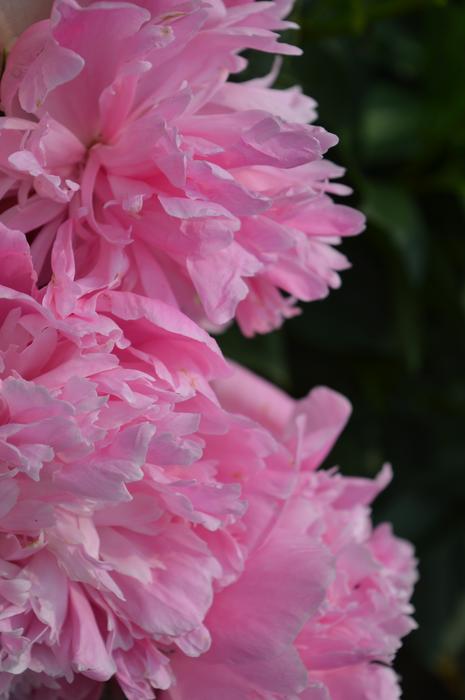 Peony Flower Pink