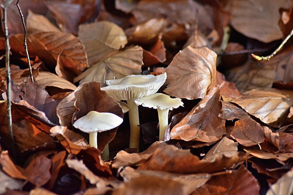 Fall Foliage Mushroom Toxic