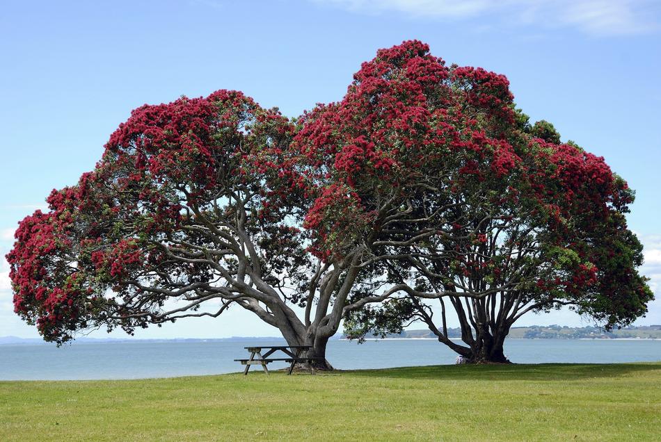 Pohutukawa Trees Tradition