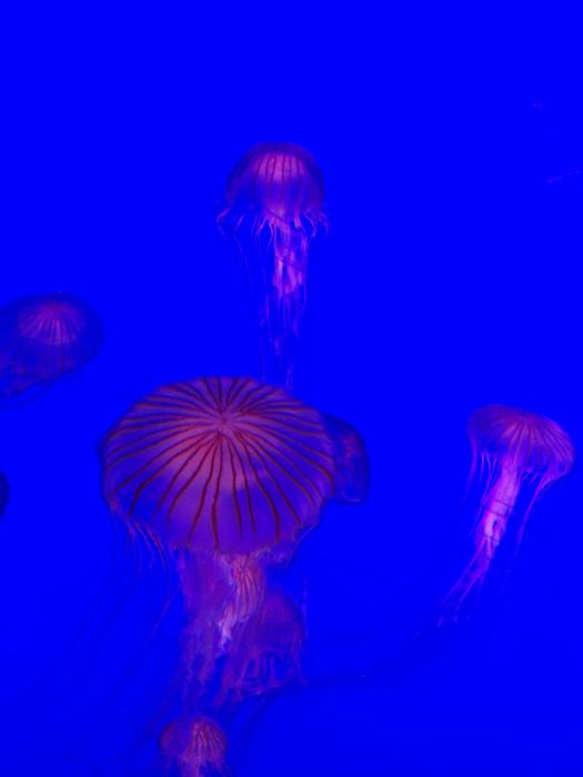 Aquarium Jellyfish