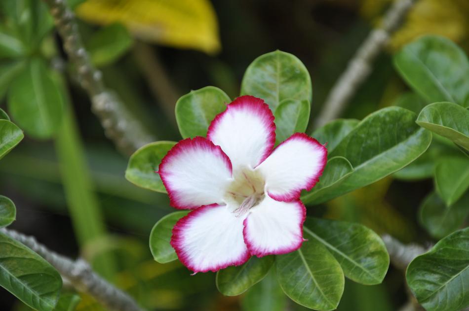 Oleander Blossom Bloom