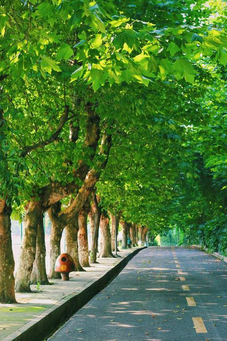 Campus Green Leaf