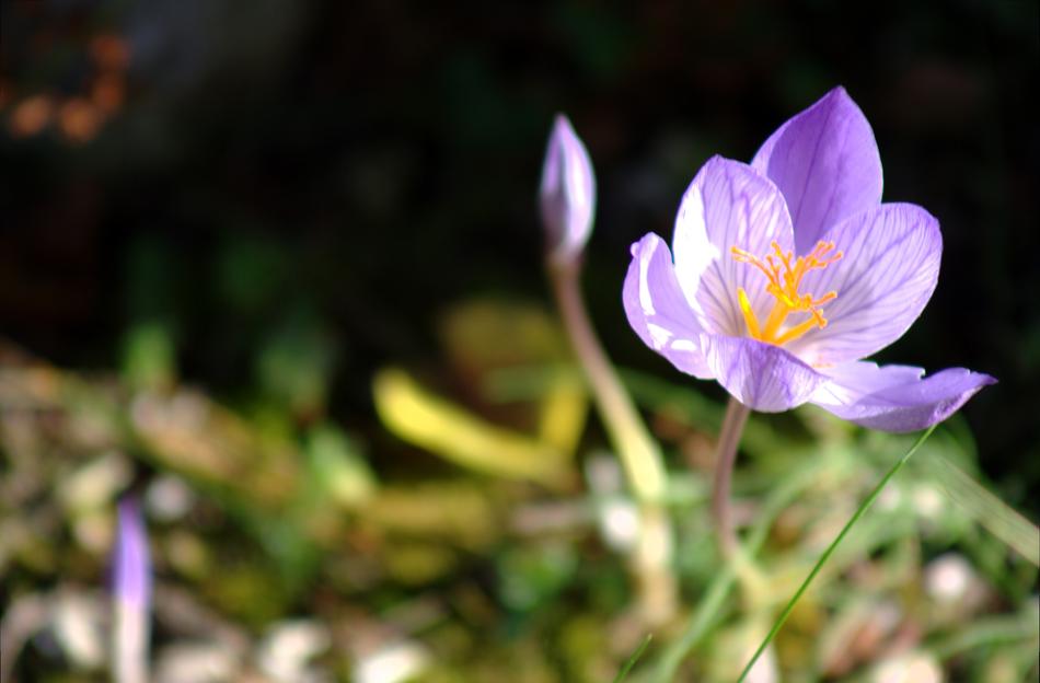 Colchicum Hybrid Blossom Bloom