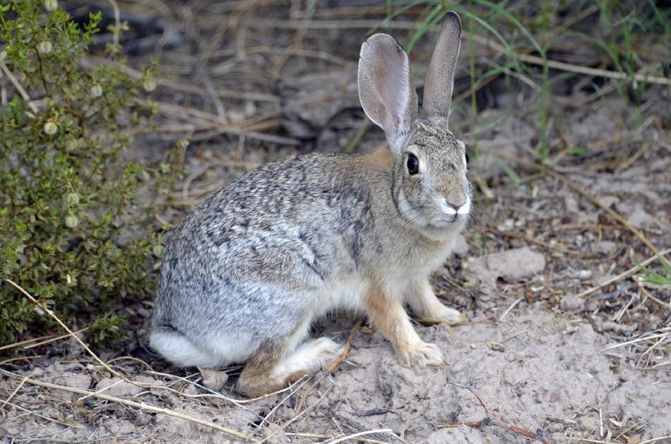 Desert Cottontail Rabbit Bunny