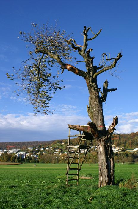 Tree Perch Nature