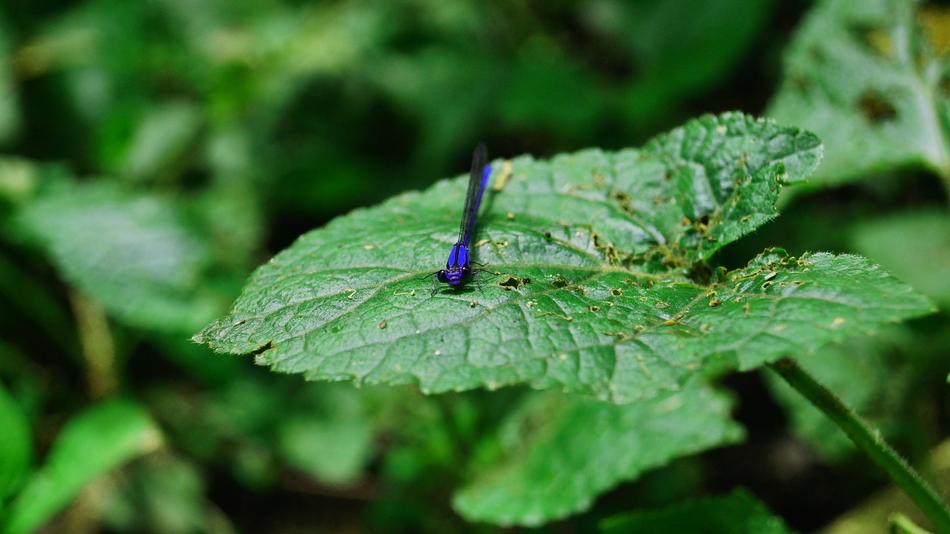Dragonfly Leaves Green