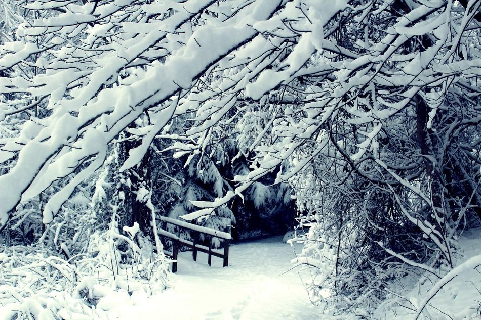 Winter Snow Scenic