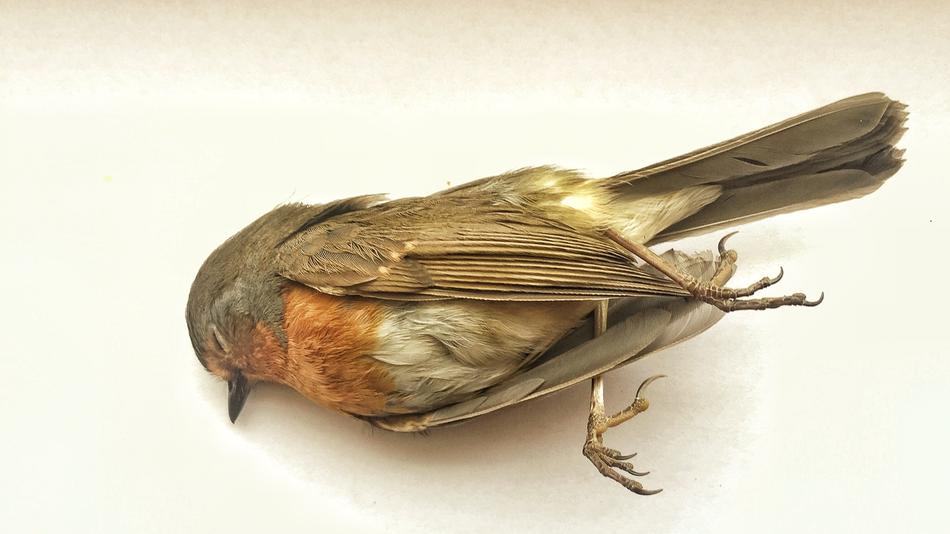 Dead Bird on white background