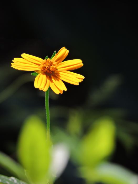 Pretty Daisy Flower in garden