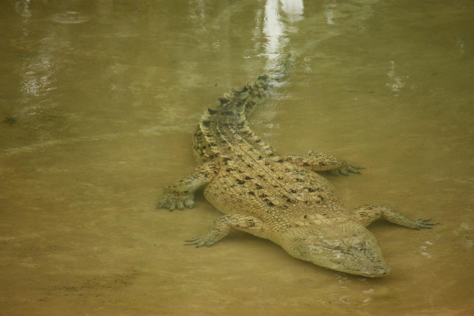 crocodile in the water at the zoo