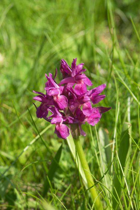 Orchid Prato Nature