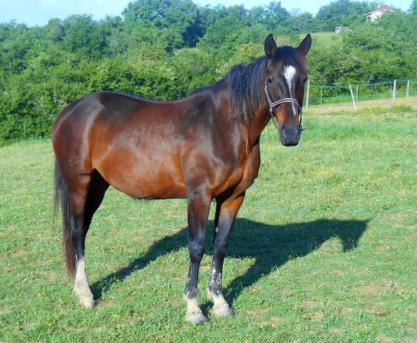 farmer horse in the meadow