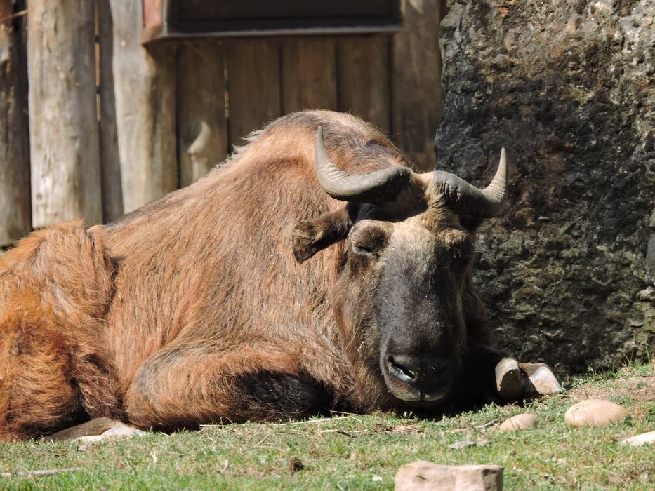 buffalo resting on the lawn at the zoo