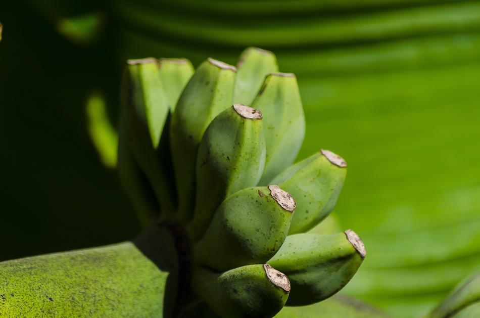 Banana Tree Fruit