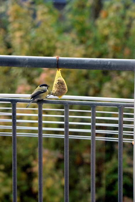 a little bird at the feeder