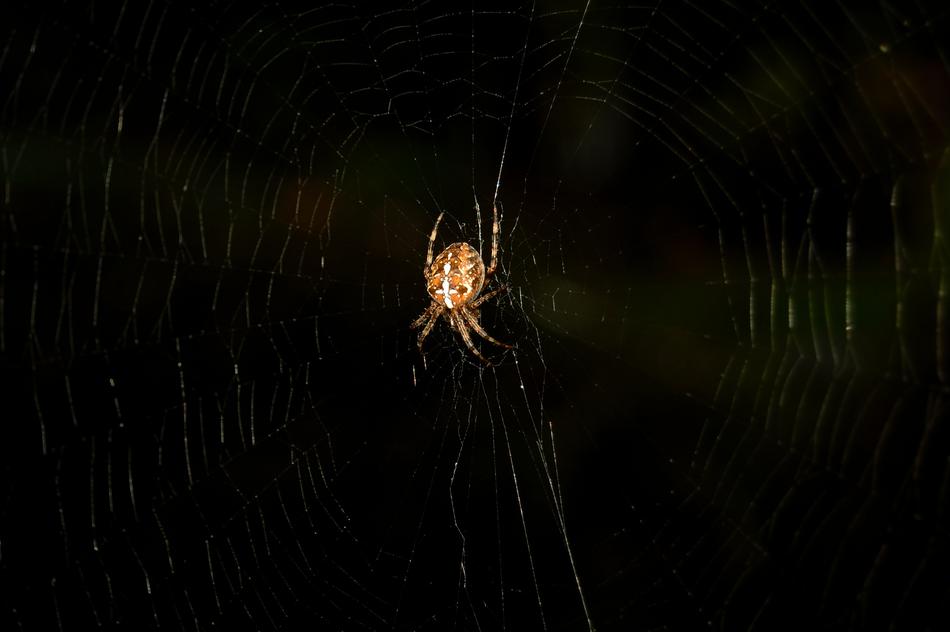 Spider Out Dark