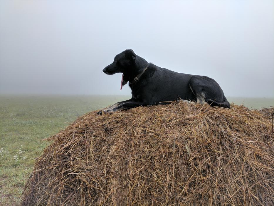 Beautiful and cute, yawning, black dog on the yellow hay, on the beautiful green landscape with fog