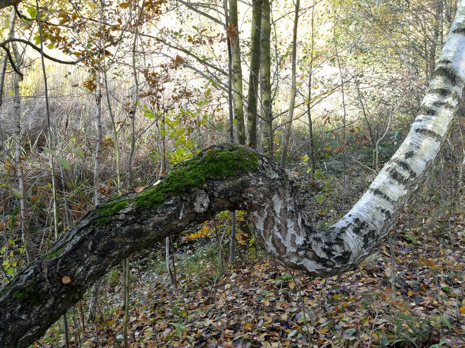 A broken tree in the woods