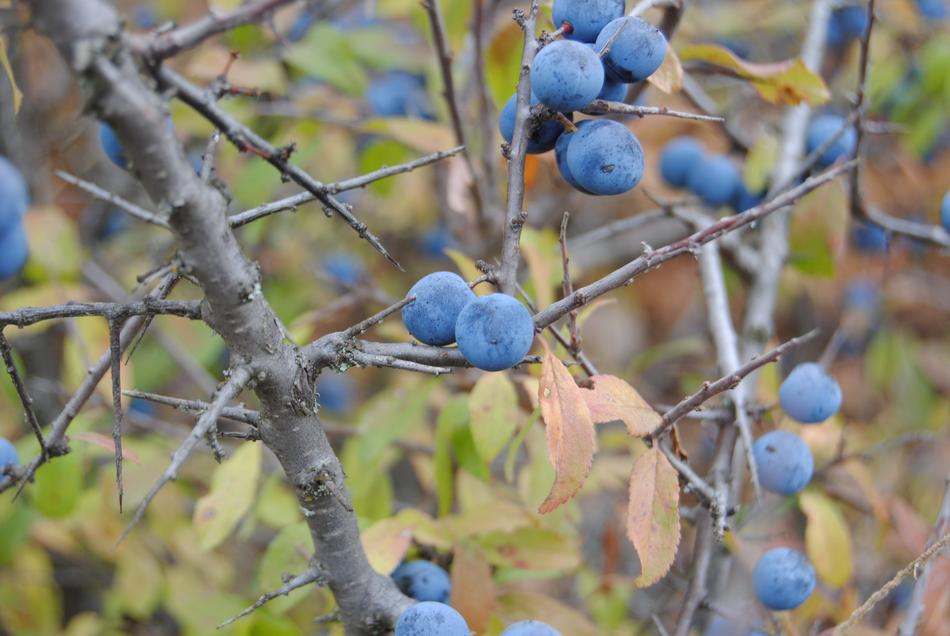 ripe blueberries on branches