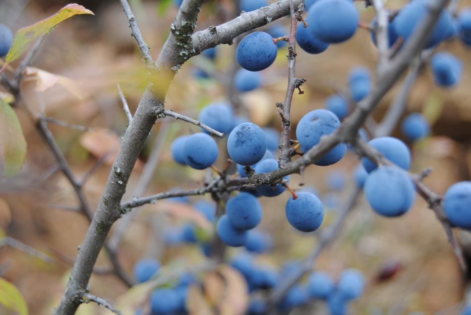 ripe blueberries on branches to the other side