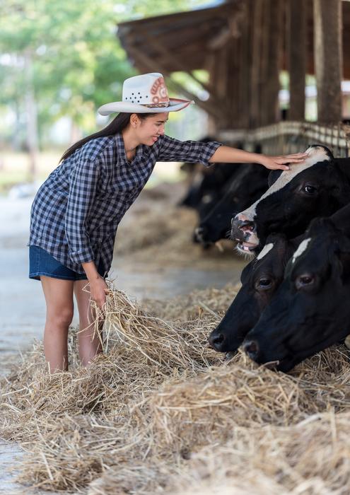 the cows and girl on farm