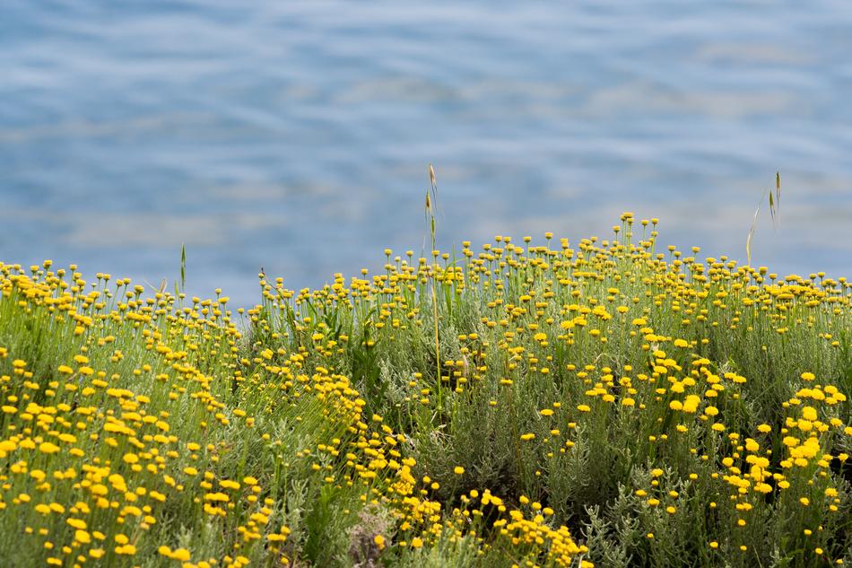 Sea Green Flowers