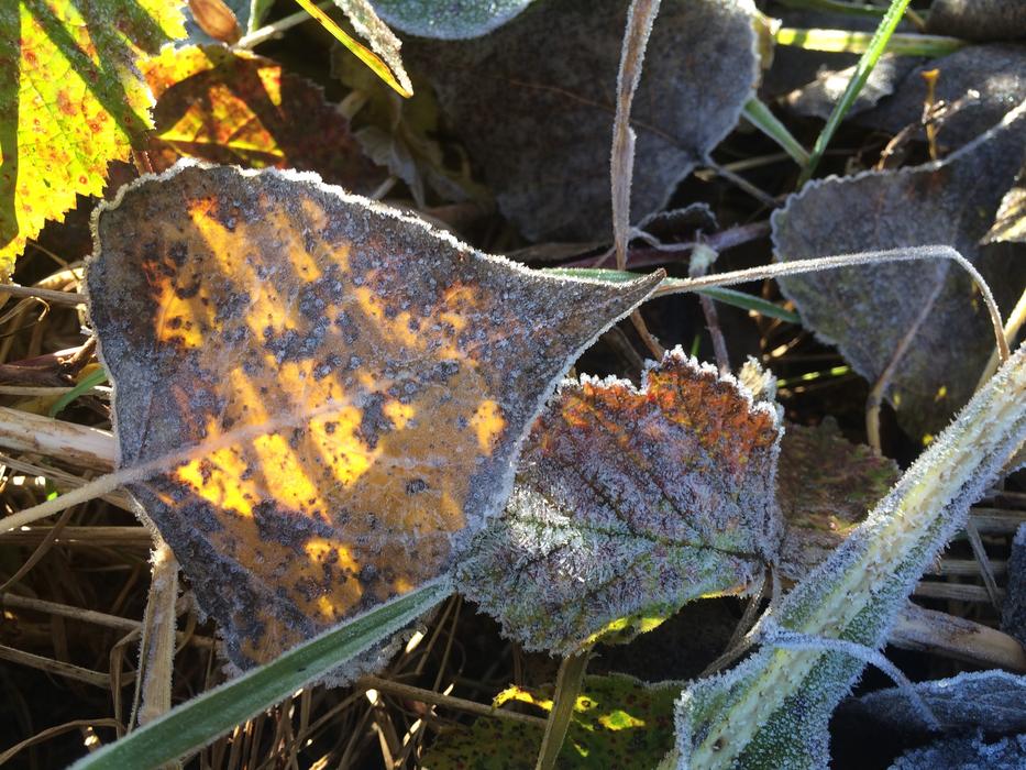 dried leaves in the freezer