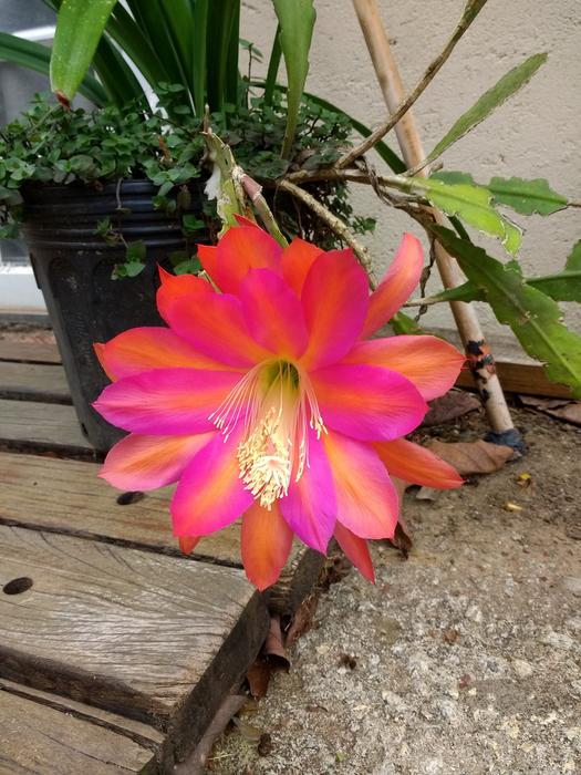 Lady Door flower