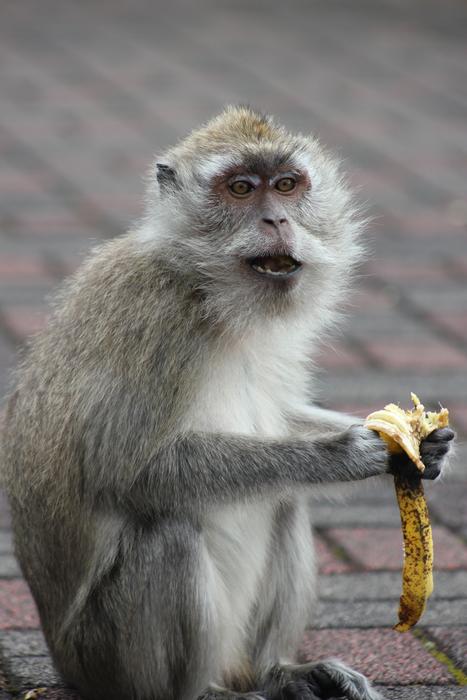 Monkey Portrait Nature