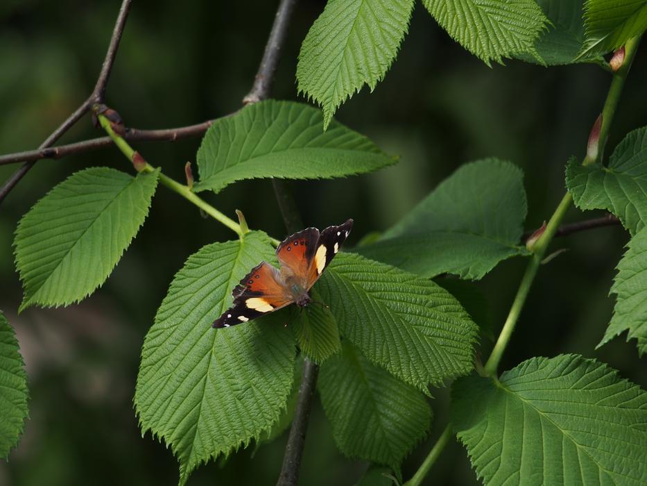 Butterflies on Bushes leaves