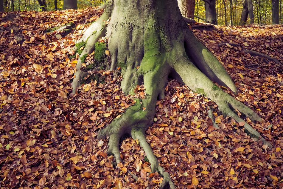 Autumn Nature Landscape