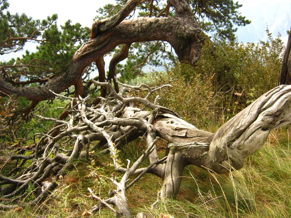 wooden old roots in the grass